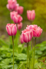 Fototapeta premium Close-up of delicate pink tulips blooming in a spring garden with soft natural light and shallow depth of field. Fresh green foliage and creamy blurred background create a peaceful seasonal scene.