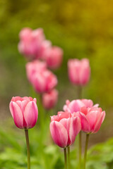 Obraz premium Close-up of delicate pink tulips blooming in a spring garden with soft natural light and shallow depth of field. Fresh green foliage and creamy blurred background create a peaceful seasonal scene.