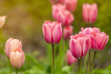 Obraz premium Close-up of delicate pink tulips blooming in a spring garden with soft natural light and shallow depth of field. Fresh green foliage and creamy blurred background create a peaceful seasonal scene.