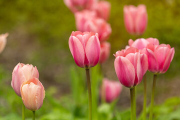 Fototapeta premium Close-up of delicate pink tulips blooming in a spring garden with soft natural light and shallow depth of field. Fresh green foliage and creamy blurred background create a peaceful seasonal scene.