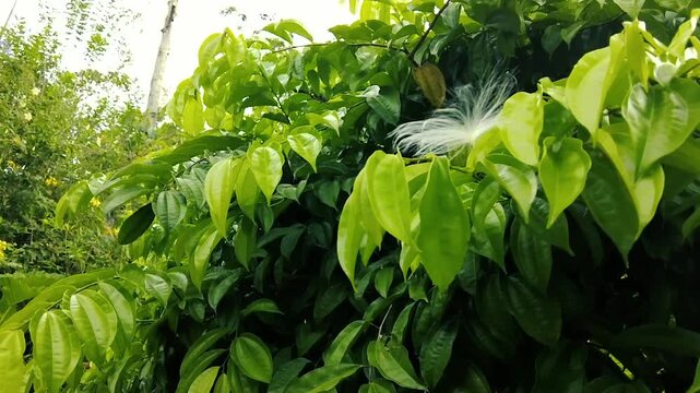 Delicate White Fluffy Seed Pod Amidst Lush Green Leaves - Nature's Renewal