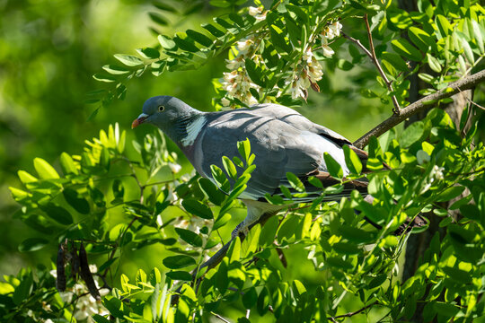 Common Wood Pigeon perched among acacia leaves and flowers, V&iacute;tkov park, Prague, Czech Republic
