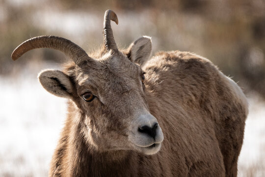 Bighorn sheep grazing in the snow; Nat Elk Refuge; Wyoming