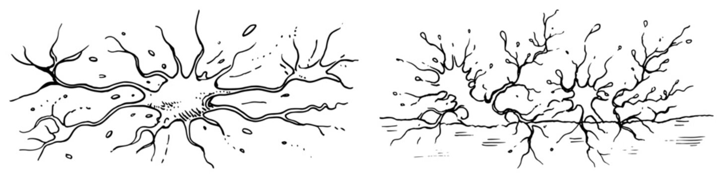 Organic abstract shapes resembling neurons or tree roots minimalist sketch style
