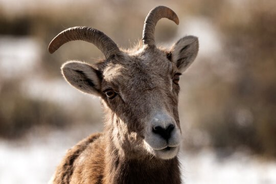 Bighorn sheep grazing in the snow; Nat Elk Refuge; Wyoming