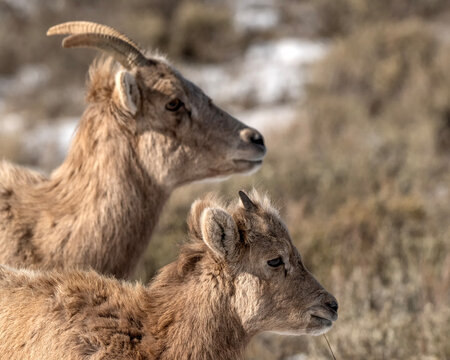 Bighorn sheep grazing in the snow; Nat Elk Refuge; Wyoming