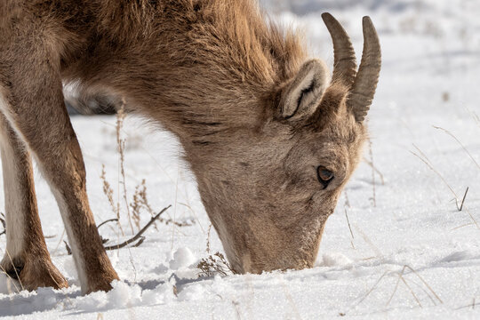 Bighorn sheep grazing in the snow; Nat Elk Refuge; Wyoming