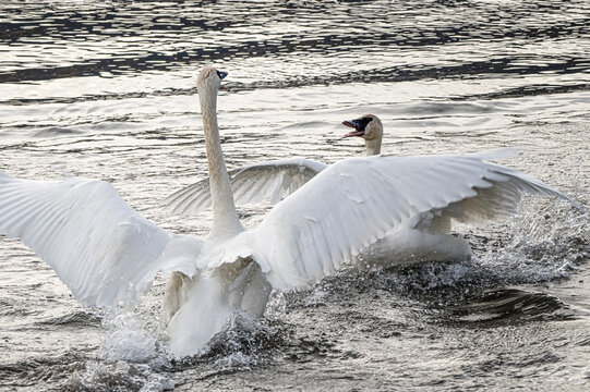 Trumpeter swans (Cygnus buccinator); National Elk Refuge; Wyoming