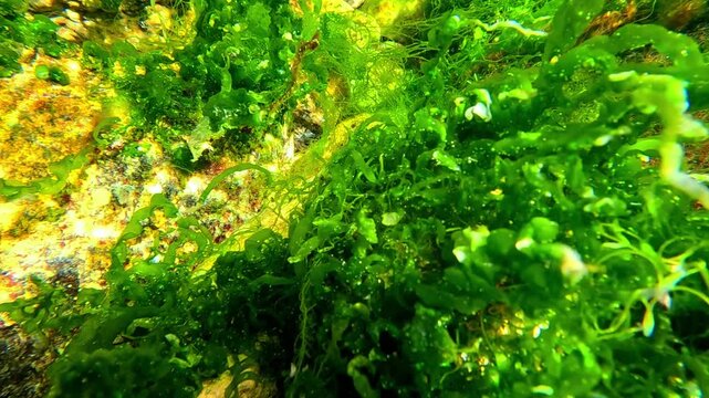 Green algae (Chlorophyta) in a stream of freshwater emerging from underground and flowing into the Black Sea