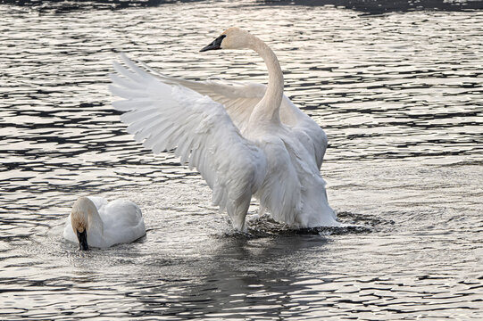 Trumpeter swans (Cygnus buccinator); National Elk Refuge; Wyoming