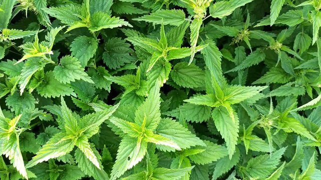 natural green fresh nettle growing naturally . top view