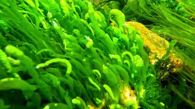 Green algae (Chlorophyta) in a stream of freshwater emerging from underground and flowing into the Black Sea