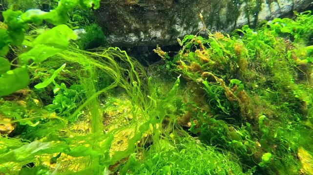 Green algae (Chlorophyta) in a stream of freshwater emerging from underground and flowing into the Black Sea