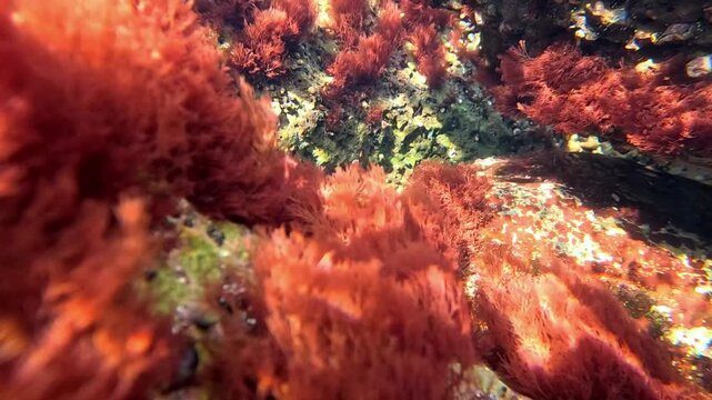 The Black Sea, red macroalgae Ceramium rubrum growing on coastal rocks.