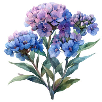 Candytuft Flower, vibrant painting vector in watercolor style with playful brushwork and lively colors, isolated on a white background.