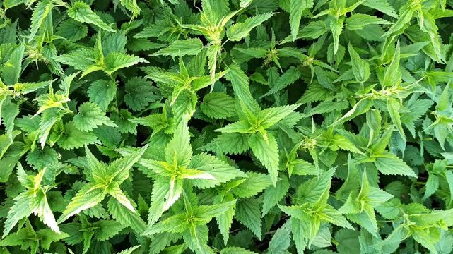 green fresh nettle growing at plantation. top view