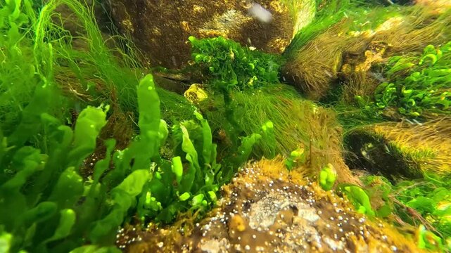 Underwater seascape in the Black Sea, red and green macroalgae (marine macrophytes) sway in the water