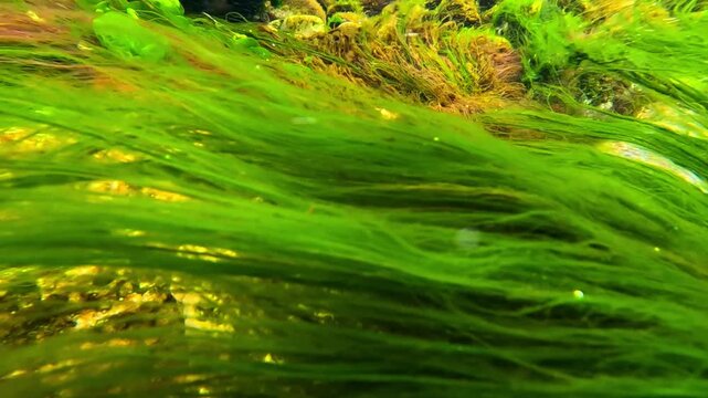 Underwater seascape in the Black Sea, red and green macroalgae (marine macrophytes) sway in the water