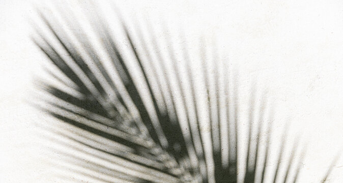 Minimalist tropical palm leaf shadow white wall texture sunlight. Dreamy summer aesthetic background, exotic minimal design relaxation wellness mindfulness lifestyle natural light architecture detail 