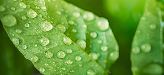 Beautiful fresh green leaves water droplets dew rain detail close up natural light. Vibrant botanical foliage macro, organic plant texture spring summer freshness natural background eco environment © icemanphotos