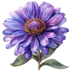 Fototapeta premium Aster Flower, graceful vector watercolor painting with soft flowing strokes and subtle highlights, isolated on a white background.