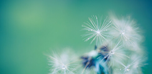Obraz premium Dreamy dandelion seed head soft green teal background macro nature detail. Delicate fluffy blowball closeup, fragile botanical freedom wish hope summer spring natural lightness tranquility serenity