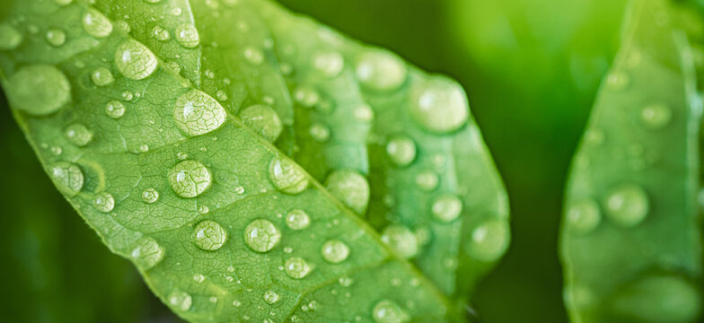 Beautiful fresh green leaves water droplets dew rain detail close up natural light. Vibrant botanical foliage macro, organic plant texture spring summer freshness natural background eco environment