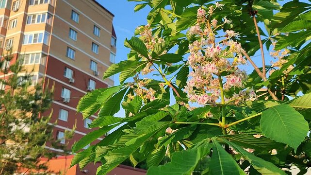 Blooming horse chestnut tree with white flowers near a residential building. Urban spring nature scene with flowering foliage under a bright clear blue summer sky.