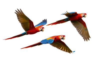 Three Scarlet Macaws flying with spread wings © Isolde