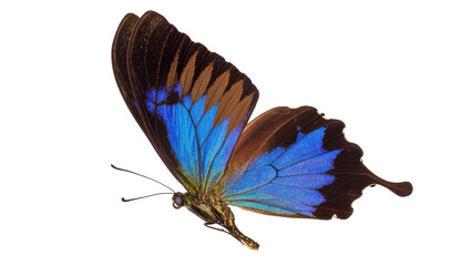Blue and brown butterfly with detailed wings © Isolde