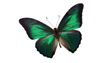 Emerald green butterfly with dark wing edges © Isolde