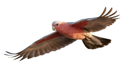 Pink Galah cockatoo bird flying with wings spread © Isolde