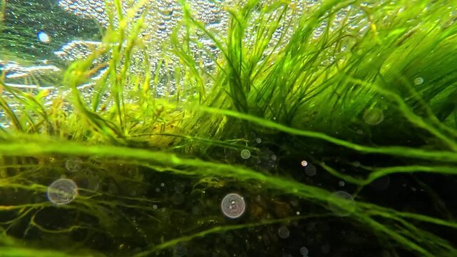 Underwater seascape in the Black Sea, red and green macroalgae (marine macrophytes) sway in the water