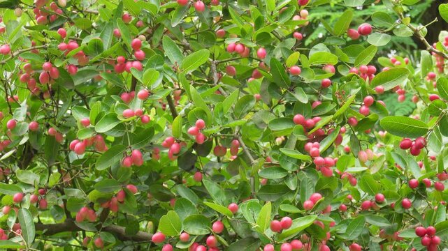 Fresh karonda fruits ripening on tropical shrub branches