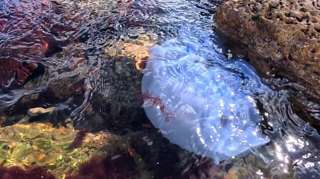 Coast of the Black Sea: a large dead jellyfish, the rhizostome jellyfish Rhizostoma pulmo