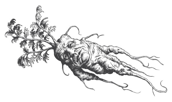Hand Drawn Mandrake Root Vector Illustration, Vintage Creepy Magical Herb for Alchemy Tattoo and Gothic Apparel