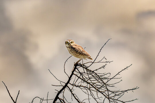 Burrowing owl (Athene cunicularia) at the top of a dry tree observing its nest.