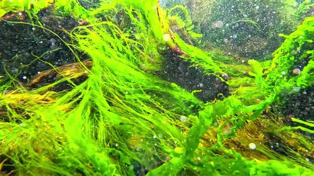 Underwater seascape in the Black Sea, red and green macroalgae (marine macrophytes) sway in the water