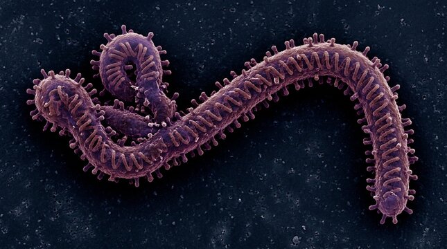 Scanning electron micrograph of the ebola virus