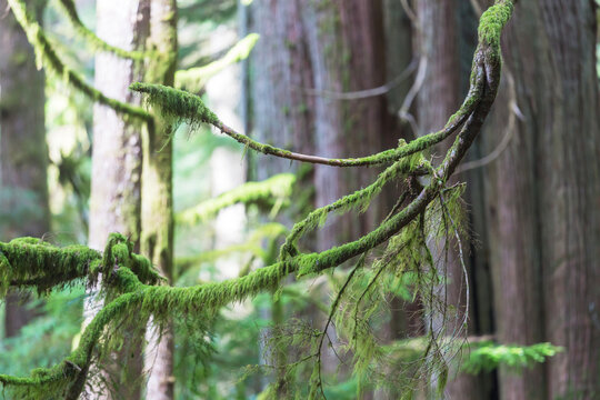 Rain forest