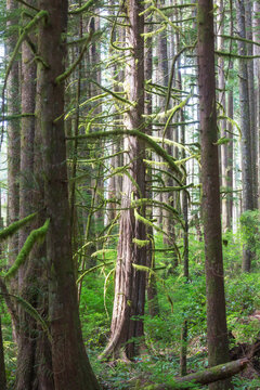 Rain forest