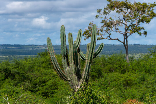 Detail of the thorn of the mandacaru, a plant native to the Brazilian caatinga. Scientific name Cereus jamacaru, from the botanical family of Cactaceae
