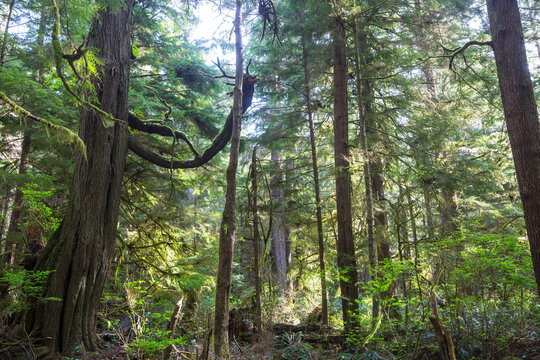 Rain forest