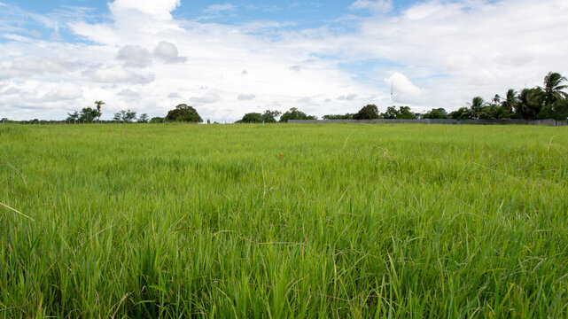 Detail of grass cultivation in a hay plantation