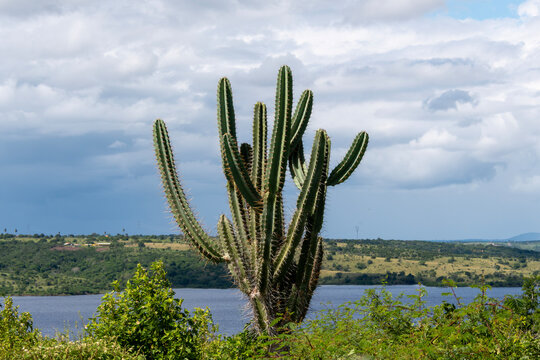 Detail of the thorn of the mandacaru, a plant native to the Brazilian caatinga. Scientific name Cereus jamacaru, from the botanical family of Cactaceae