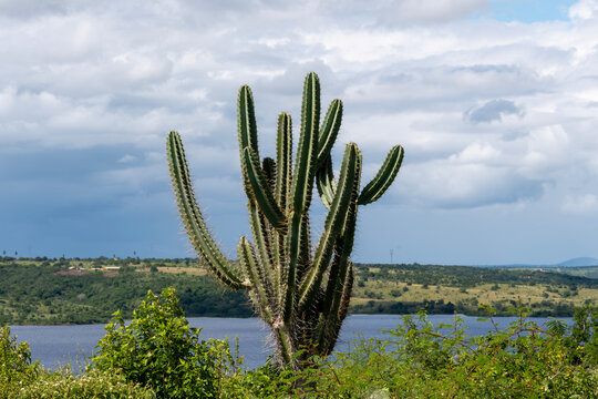Detail of the thorn of the mandacaru, a plant native to the Brazilian caatinga. Scientific name Cereus jamacaru, from the botanical family of Cactaceae