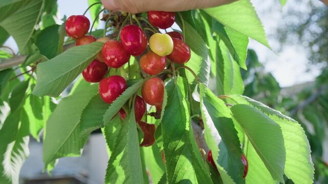 Hand harvesting cherries from sunlit tree branch with lush green leaves. Close-up view shows red and yellow fruits at various ripening stages. Captures summer harvest season.
