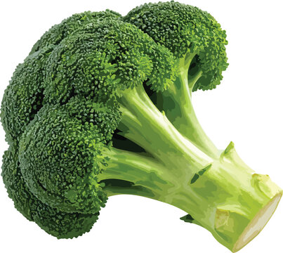 Fresh Broccoli Florets and Stems Isolated on White