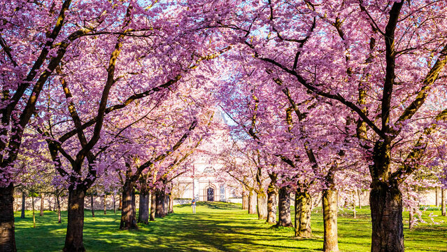 Cherry blossom trees line a pathway in spring at a garden, creating a vibrant scene near a building