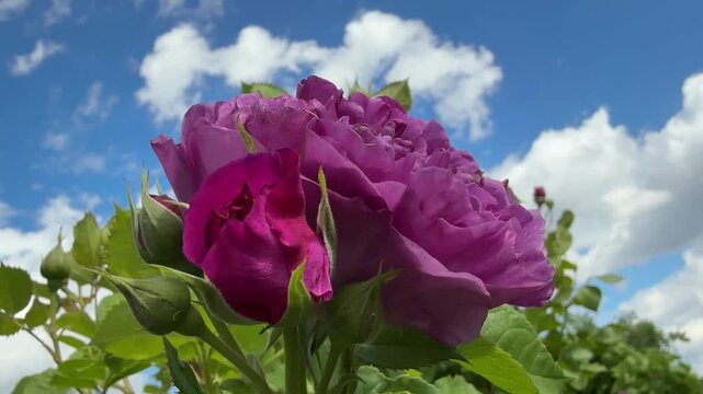 Beautiful may rose and rosebuds against sky.